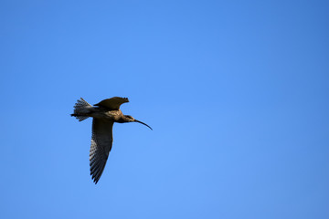 Eurasian curlew (Numenius arquata) flying on clear blue sky