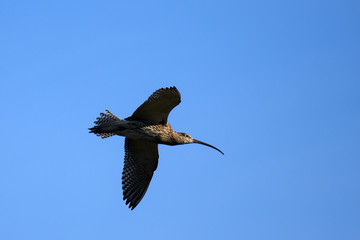 Eurasian curlew (Numenius arquata) flying on clear blue sky