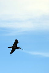 Eurasian curlew (Numenius arquata) flying on sky. Vertical image.