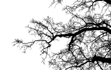 Realistic tree silhouette (Vector illustration).Ai10