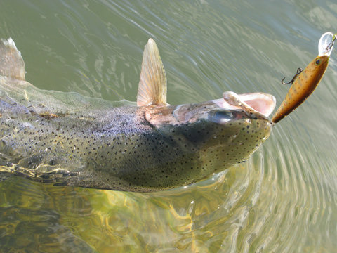 Fishing - rainbow trout