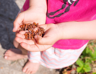 enfant plantant des haricots