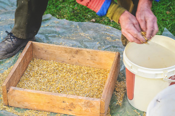 The farmer sifts the grain manually. Hands of the worker who sifts the grain of oats through a sieve. Hands of an elderly person. Disappearing profession concept