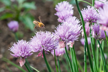 Fliegende Honig Biene mit blühende Schnittlauch Blüten