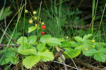 Wild strawberries