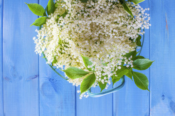 elderberry bush
