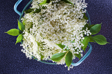 elderberry bush