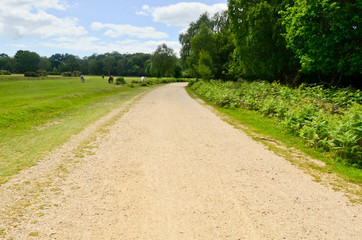 path between forest and grass field