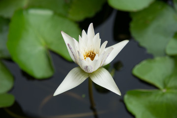 Beautiful Thai Lotus in the pond.
