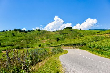 Beautiful green vineyard hills with small road and blue sky
