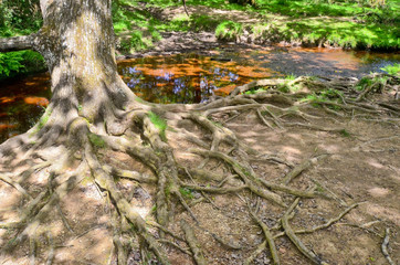 big roots under the tree