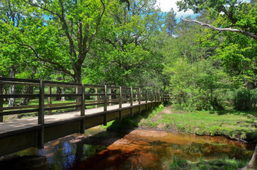 small bridge in forest
