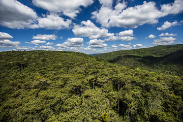 Obraz premium hill covered with green forest 