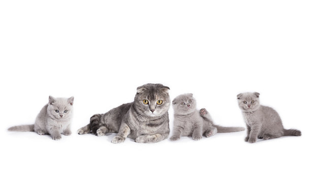S&uuml;&szlig;e Katzenbabys BKH in Reihe mit Katzenmutter Poster 