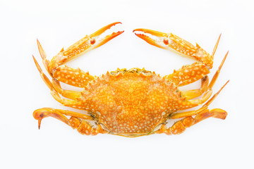 Top of the crab,Serrated mud crab.Steamed crab.Crab isolated on white background.
