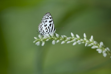 butterfly and flower