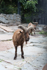 Fototapeta premium old goat