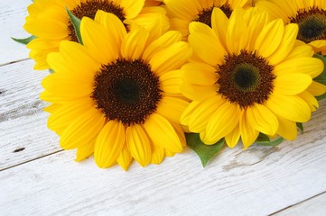 Obraz premium ヒマワリ