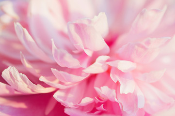 Fototapeta na wymiar Beautiful and tender pink peony flower petals closeup
