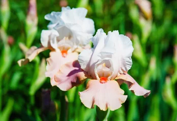 Photo sur Plexiglas Iris Beautiful australian bearded iris bloom closeup