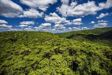 hills covered with green forest