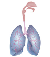 Respiratory tract, anatomy