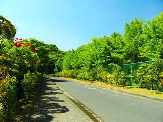 朝日のあたる道