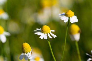 Beautiful blooming medical chamomiles in sun flare. Alternative medicine Spring Daisy. Summer flowers. Beautiful meadow. flowers background
