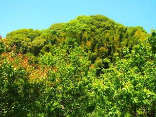 豊後梅の木と森風景