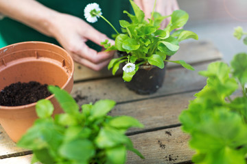 Gardeners hand planting flowers in pot
