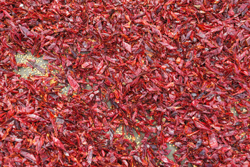 Fototapeta premium Dried red chilies peppers for cooking. Background and texture