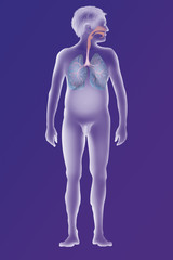 Respiratory tract, drawing