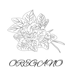 Oregano. Spices and Herbs. Page for coloring book. Doodle design. White and black sample. Vector illustration.