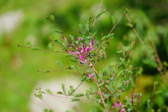 pink flowers.JPG