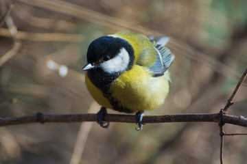 Fototapeta premium Tit