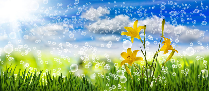 Image of many flowers in the grass against the sky background close-up