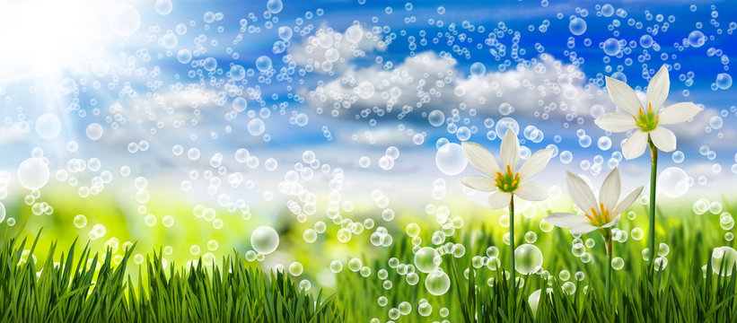 Image of flowers in the grass against the sky background closeup