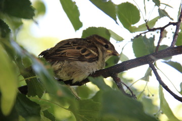 Fototapeta premium Sparrow