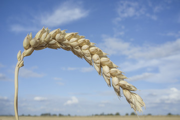 One grain ear at wheat field over blue sky