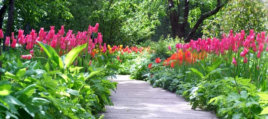 Photo sur Aluminium Tulipe Tulipes fleuries dans le jardin
