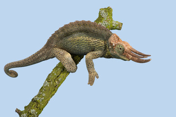 Naklejka premium Chameleon (Trioceros jacksonii)/Jackson’s Chameleon climbing tree branch