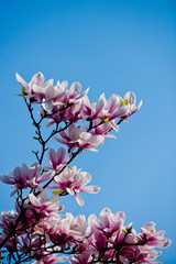 blossoming of magnolia flowers in spring time on natural background