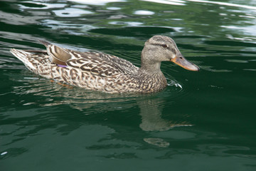 Female Duck