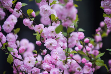 Fototapeta premium beautiful flowers of sakura blooming tree pink color on branch
