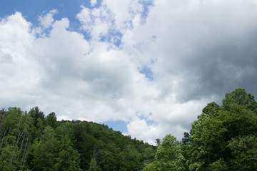 Light Sky Over Trees