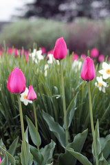 Fototapeta premium Flower