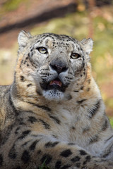 Close up portrait of snow leopard