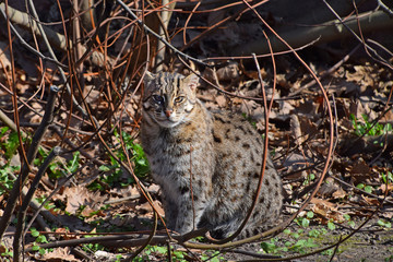 Fishing cat looking at camera