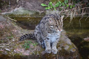 Portrait of fishing cat looking away