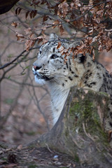 Close up side portrait of snow leopard